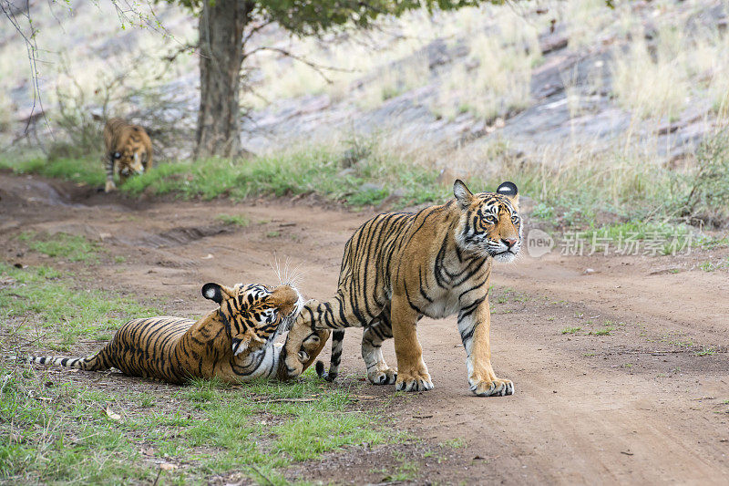 孟加拉虎(Panthera tigris tigris)正在打架，野生动物被射杀